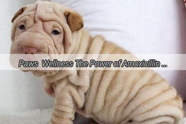 Paws  Wellness The Power of Amoxicillin Capsules for Your Furry Friends Health